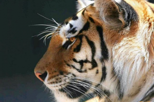 Tigar - najveća mačka Tigar - najveća mačka